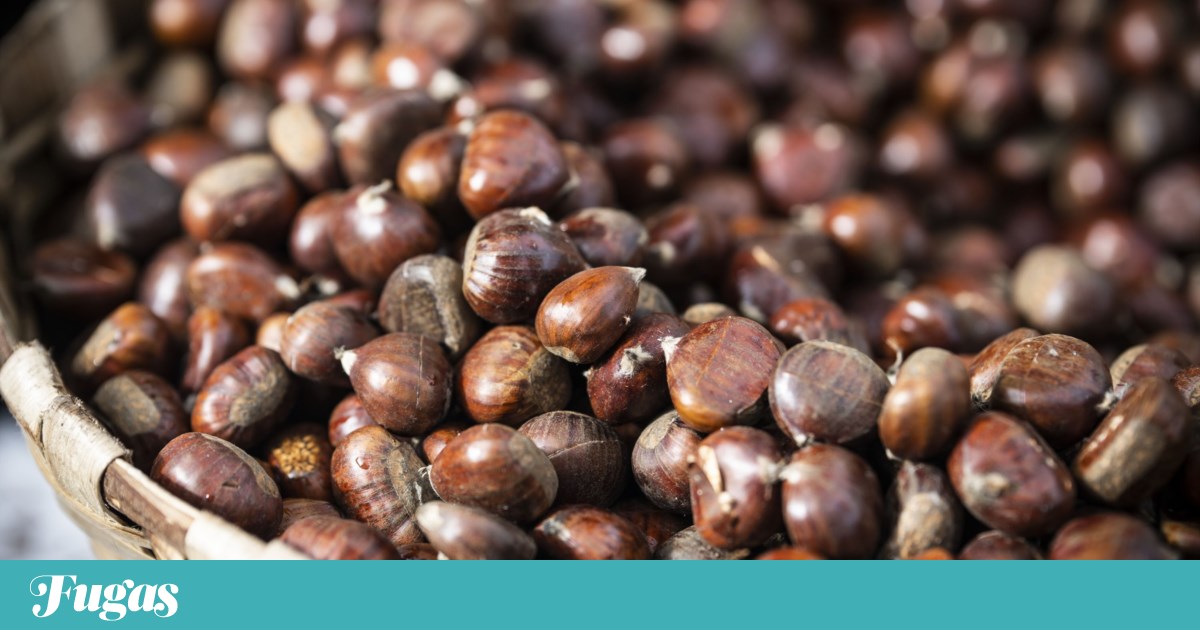 O que fazer neste fim-de-semana? Jantar no teatro, castanhas e tiras de BD | Lazer