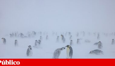 Português vai trabalhar no posto de correios mais remoto do mundo | Antárctida