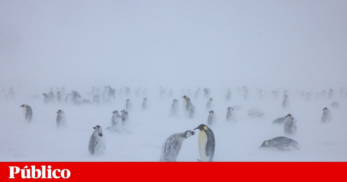 Português vai trabalhar no posto de correios mais remoto do mundo | Antárctida