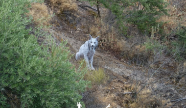 Um fotógrafo conseguiu uma imagem de um lince-ibérico todo branco | Lince-ibérico