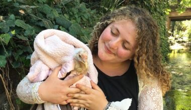 Activista condenada por “resgatar” quatro galinhas de matadouro na Califórnia | Direitos dos animais