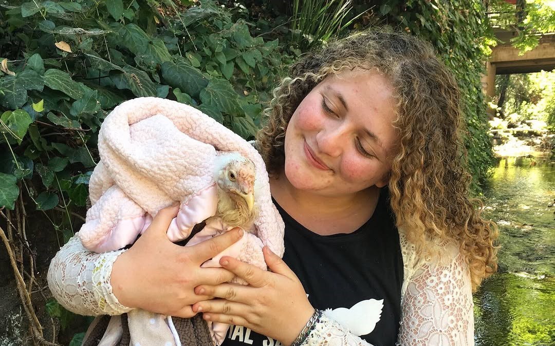 Activista condenada por “resgatar” quatro galinhas de matadouro na Califórnia | Direitos dos animais