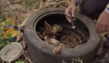 Mato Grosso do Sul registra 8.187 casos de dengue em 2025