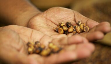 1000 euros por quilo: o café mais caro do mundo é defecado antes de ser bebido