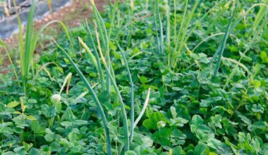 Trevo-branco reduz pragas na cebola, mas derruba produtividade