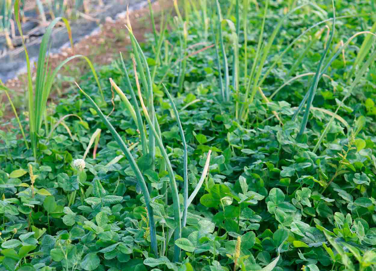 Trevo-branco reduz pragas na cebola, mas derruba produtividade