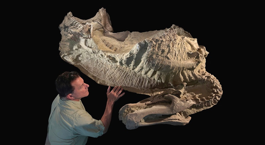 "Múmias" de Edmontossauro. Pele escamosa com 66 milhões de anos fossilizada em argila