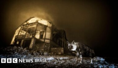 Wildlife Photographer of the Year: a foto premiada que levou 10 anos para ser feita