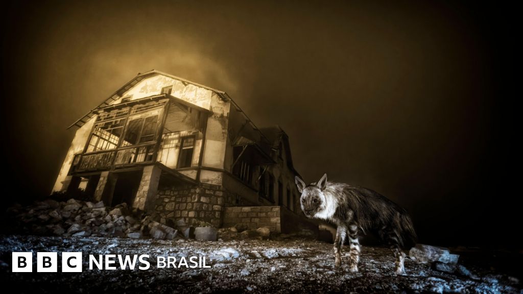 Wildlife Photographer of the Year: a foto premiada que levou 10 anos para ser feita