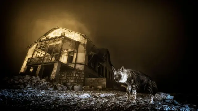 Hiena-marrom perto das ruínas de uma mina de diamantes abandonada, com pouca iluminação