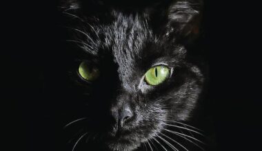 Jornal de Notícias Logo