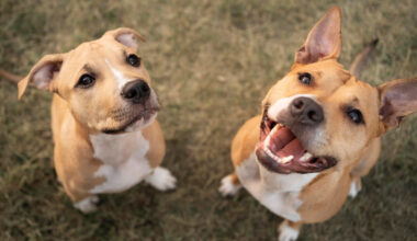 Cinomose – doença grave que pode ser prevenida com a vacinação dos PETS