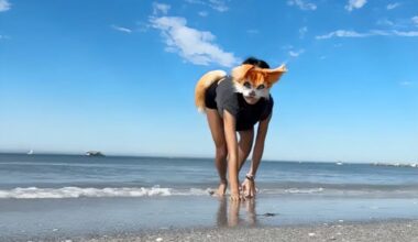 Correr de gatas melhora a nossa forma física? A ciência por trás da quadróbica