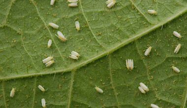 Vírus em tomate mudam comportamento de Bemisia tabaci
