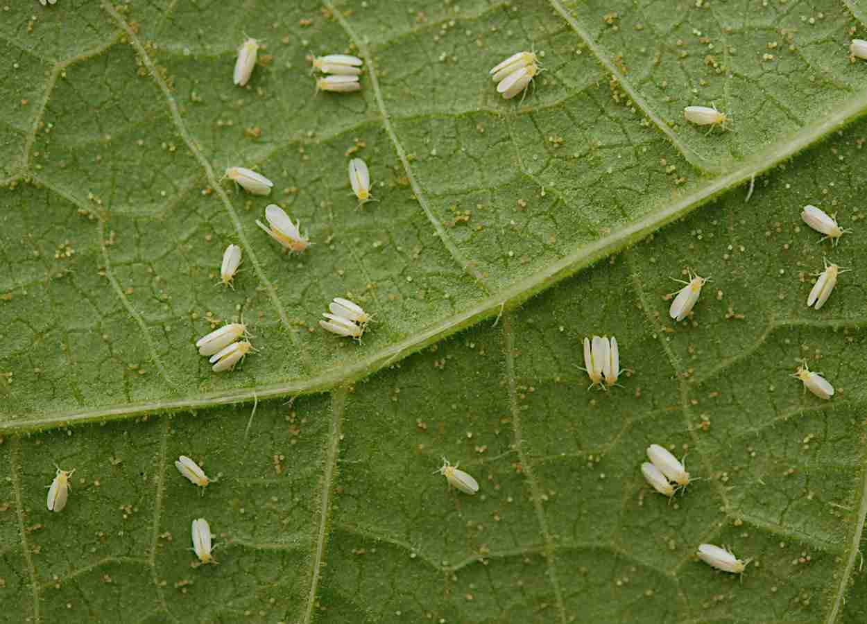 Vírus em tomate mudam comportamento de Bemisia tabaci