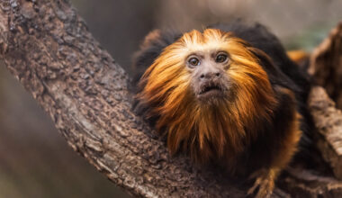 A extinção das espécies está a extinguir-se