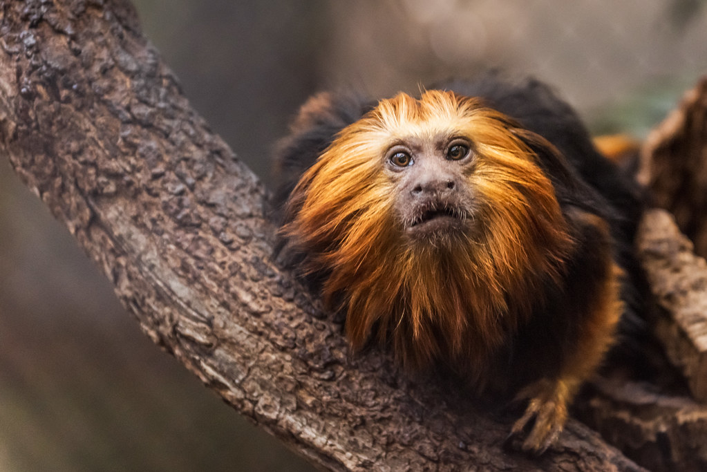 A extinção das espécies está a extinguir-se