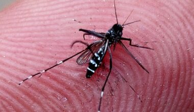 Desafio apresenta modelo inovador de previsão de casos de dengue no Brasil para 2026