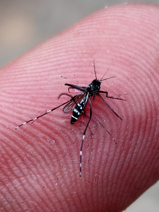 Desafio apresenta modelo inovador de previsão de casos de dengue no Brasil para 2026