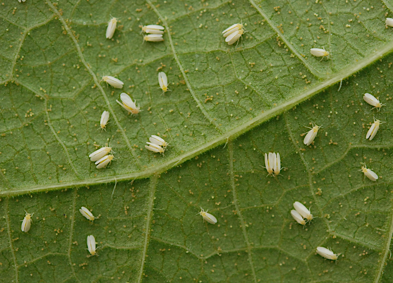Foto: Sebastião José de Araújo
