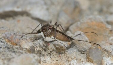 O único país sem mosquitos acordou com mosquitos (e a culpa não é do calor)