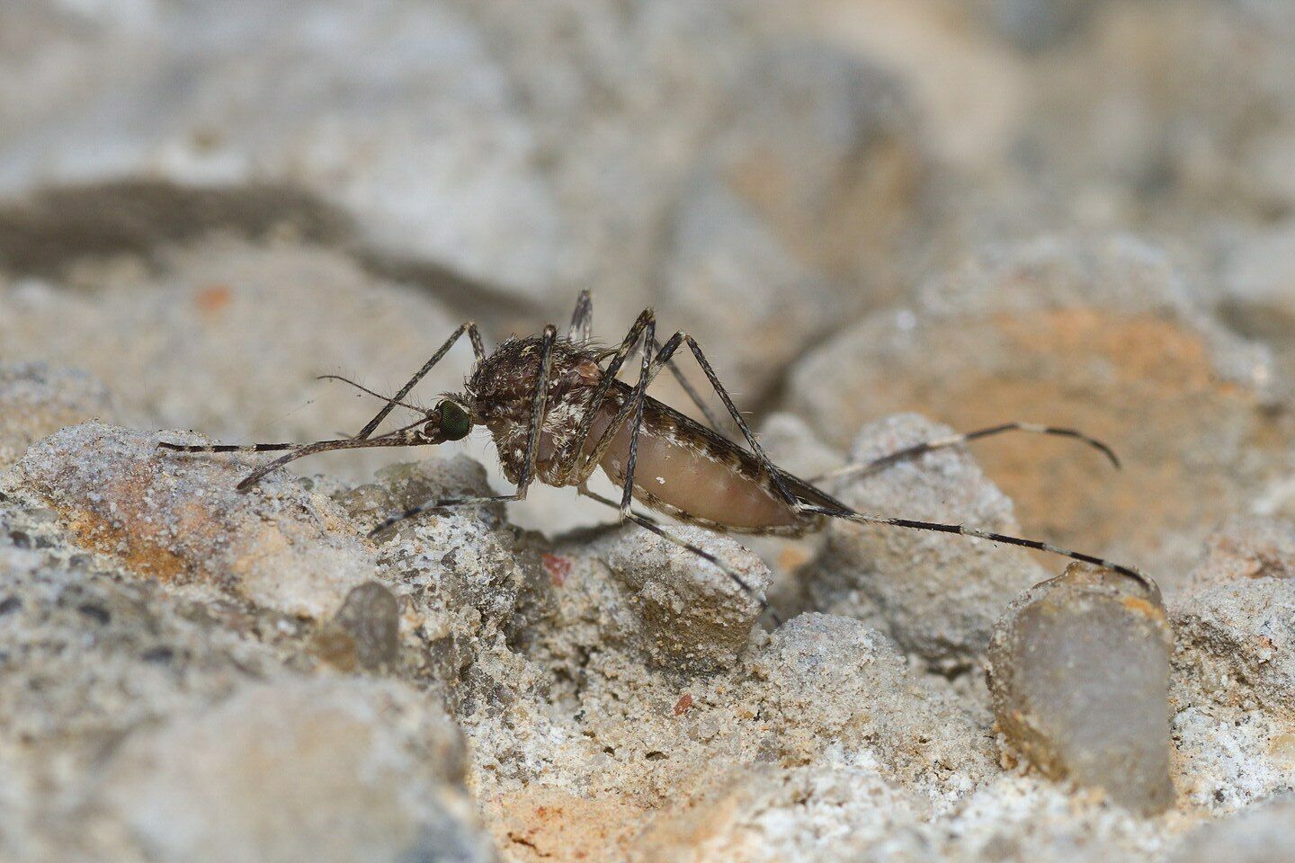 O único país sem mosquitos acordou com mosquitos (e a culpa não é do calor)