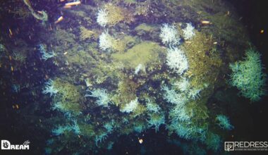 Pesquisadores descobrem recife de corais no sul da Itália - Ciência e Tecnologia