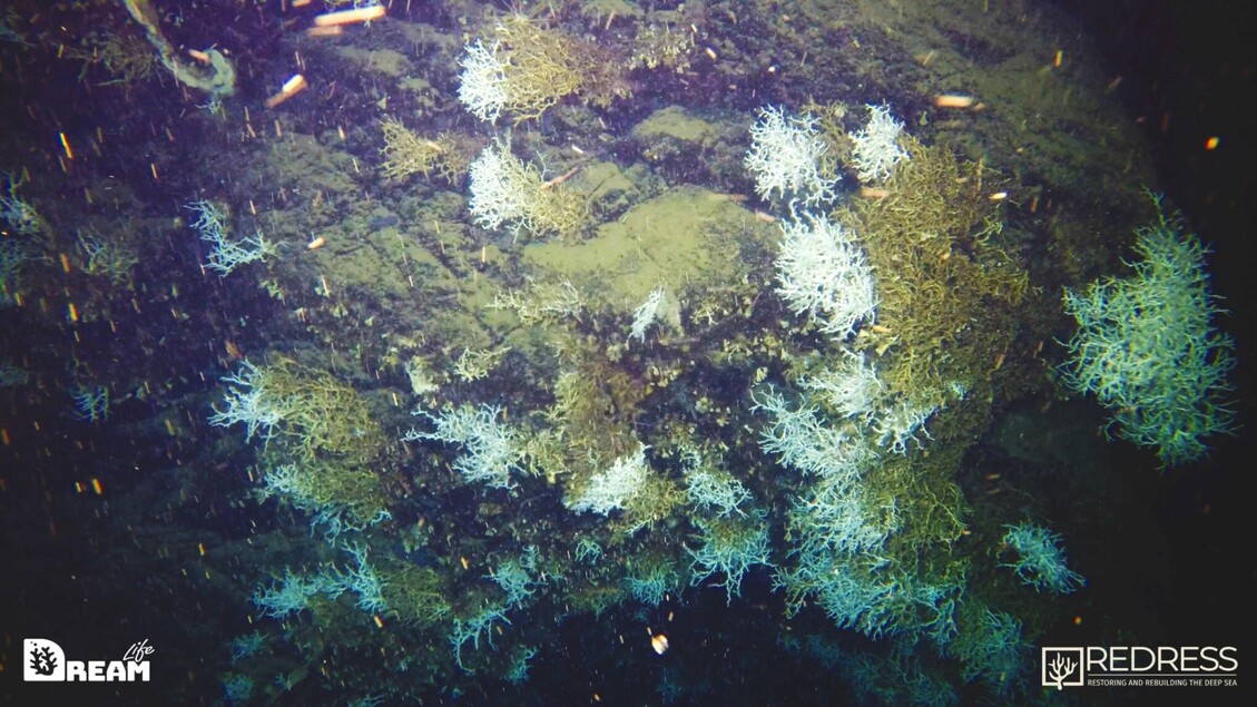 Pesquisadores descobrem recife de corais no sul da Itália - Ciência e Tecnologia