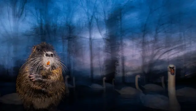 Ratão-do-banhado de pé, perto de um corpo d'água, durante o crepúsculo. Atrás dele, cisnes fantasmagóricos deslizam pela água, cercados por um fundo desfocado e onírico de árvores sem folhas, contra um céu azul e púrpura