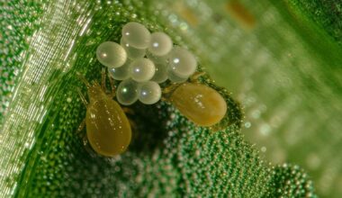 Neoseiulus californicus pode reduzir custos no controle de pragas do morango