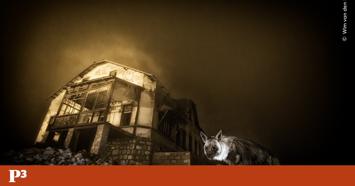 Imagem da hiena mais rara do mundo vence o prémio de Fotógrafo de Vida Selvagem do Ano | Fotogaleria