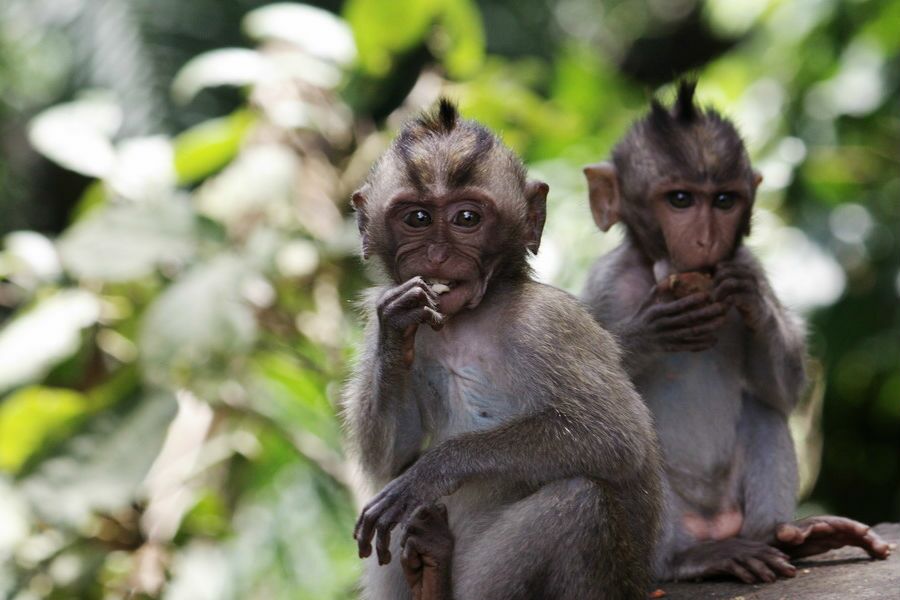 Há "chuvas de macacos" na Flórida. Tudo começou com um guia turístico na década de 1930