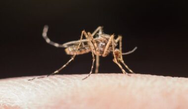 Casos de dengue disparam 230% em Santa Catarina durante setembro - DI Regional