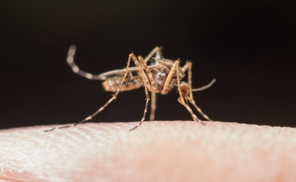 Casos de dengue disparam 230% em Santa Catarina durante setembro - DI Regional