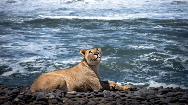 Leoa do deserto no litoral do Oceano Atlântico, na Namíbia