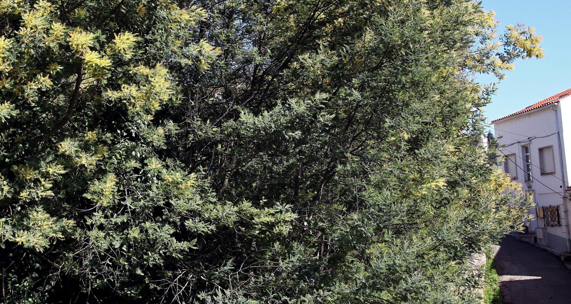 As acácias são uma das maiores ameaças à biodiversidade. "Em Portugal a situação é grave e há que agir"