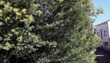 As acácias são uma das maiores ameaças à biodiversidade. "Em Portugal a situação é grave e há que agir"