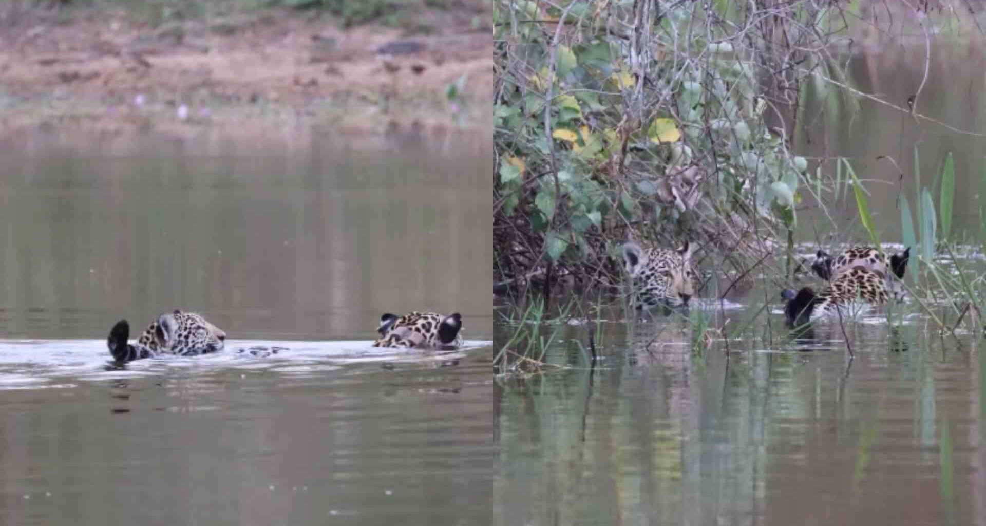 fotógrafa registra Aracy ensinando Mocoha a nadar no Pantanal