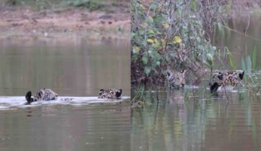 fotógrafa registra Aracy ensinando Mocoha a nadar no Pantanal