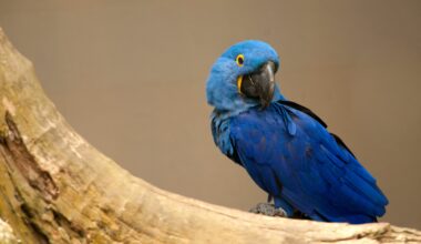 “A biodiversidade não fala apenas inglês, francês ou espanhol. Fala também português e malaio”