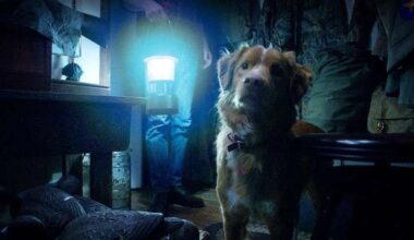 O filme de terror sobre o ponto de vista de um cachorro