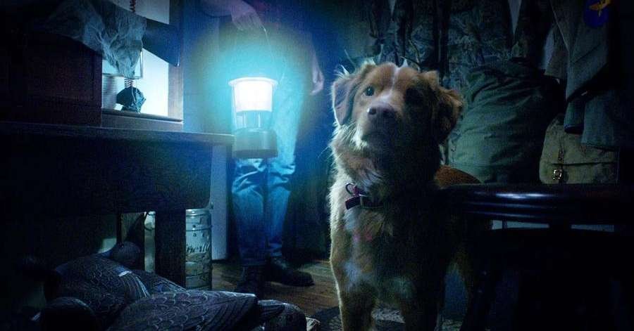 O filme de terror sobre o ponto de vista de um cachorro