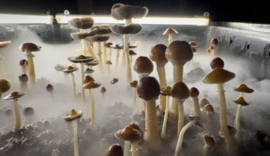 Fungos podem ter sido a chave para o sucesso da vida terrestre, diz estudo