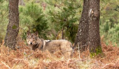 Ataque de lobos provoca morte de 21 animais e ferimentos graves noutros nove em Miranda Douro