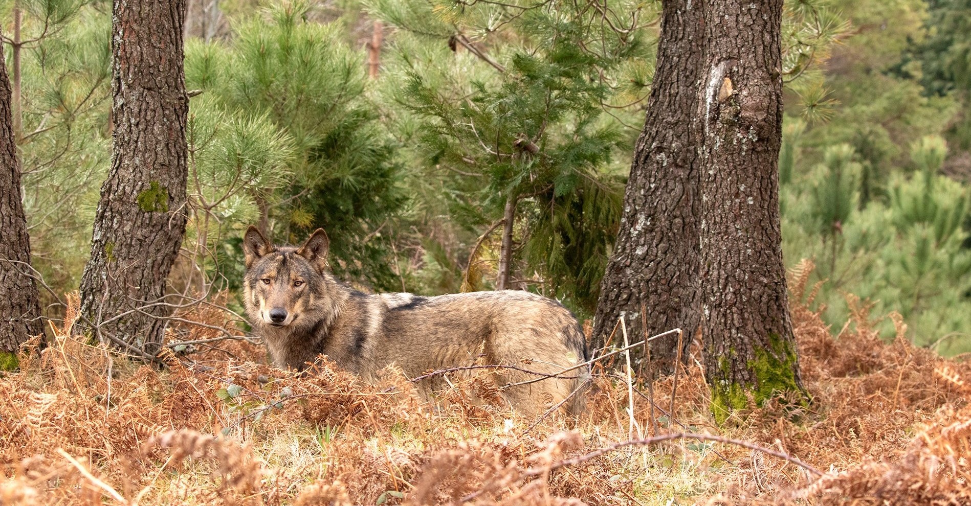 Ataque de lobos provoca morte de 21 animais e ferimentos graves noutros nove em Miranda Douro