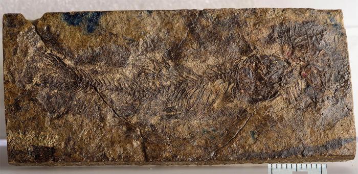 Foto:Don Brinkman (Royal Tyrrell Museum)