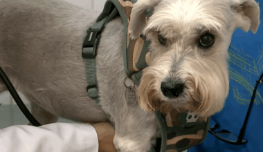 Câncer de mama também atinge cães e gatos: Veterinários alertam para prevenção e diagnóstico precoce