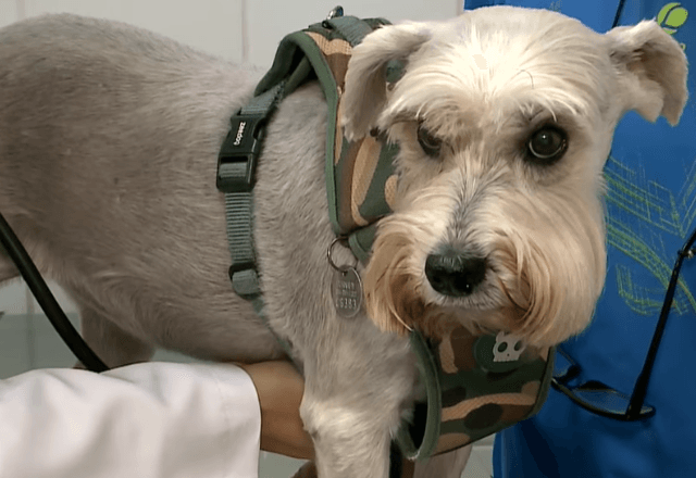 Câncer de mama também atinge cães e gatos: Veterinários alertam para prevenção e diagnóstico precoce