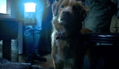 ‘Bom Menino’ é terror sob a perspectiva de um cachorro; leia crítica