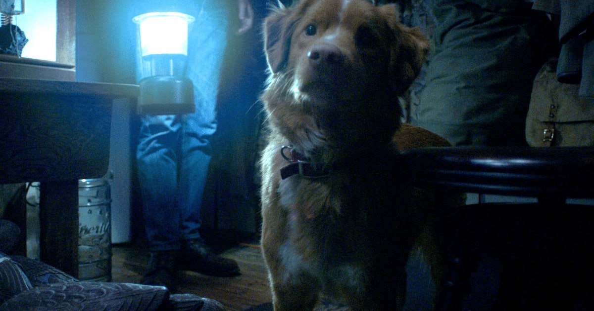 ‘Bom Menino’ é terror sob a perspectiva de um cachorro; leia crítica